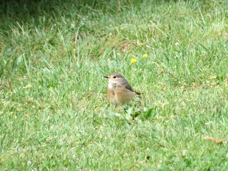 19 - mai - ~Fauvette des jardins 2.JPG