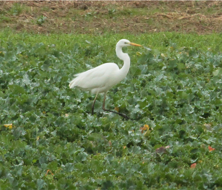 aigrette1.png