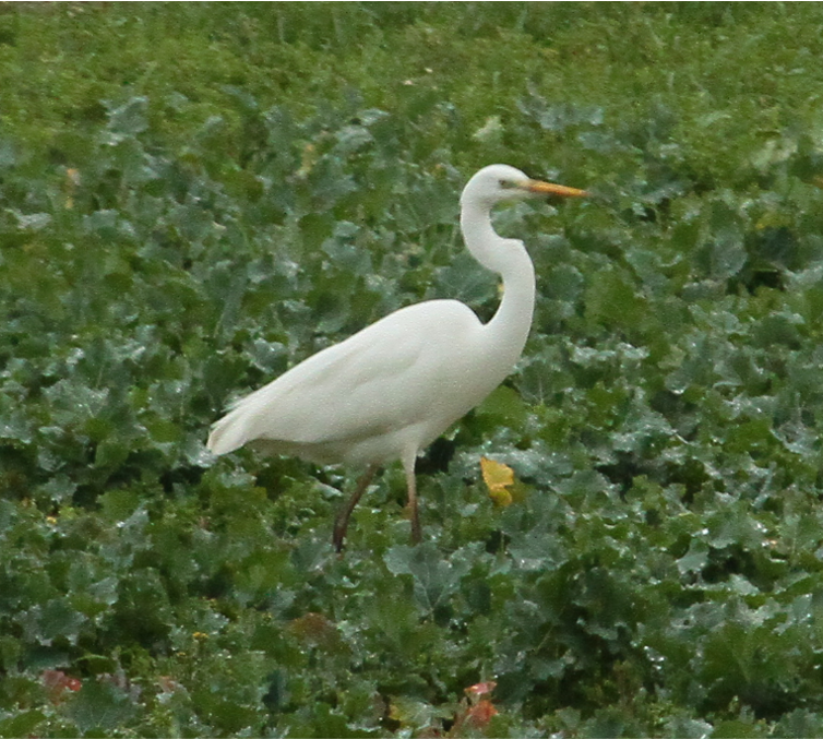 aigrette2.png