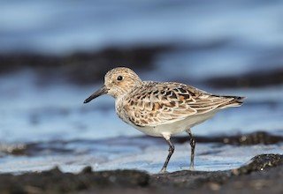 Sanderling 2A mai.jpg