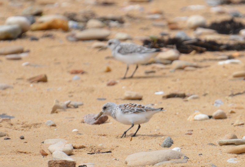 sanderling.jpg