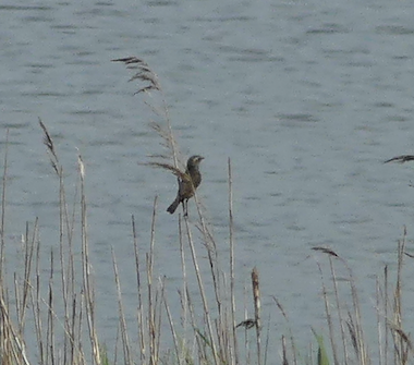 Oiseau des roseaux 1.png