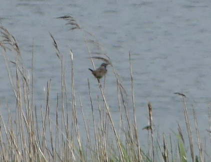 Oiseau des roseaux 2.png