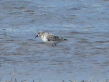 Bécasseau sanderling.png