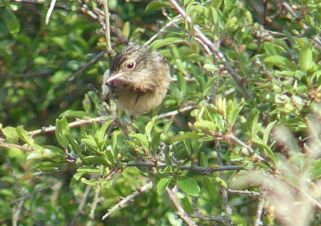 Oiseau juvénile des roseaux 1.png