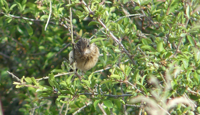 Oiseau juvénile des roseaux 2.png