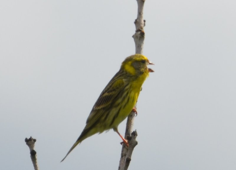 serinb.jpg