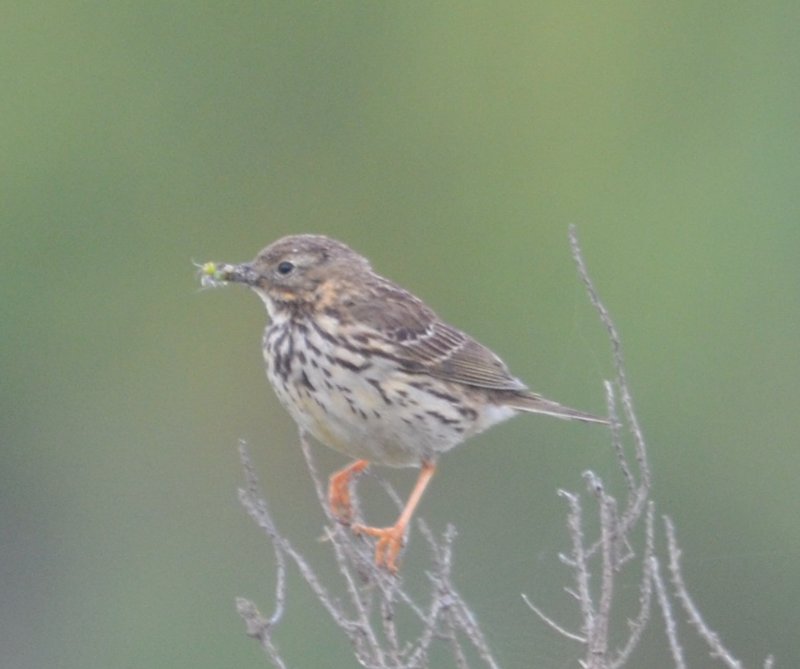 pipit.jpg