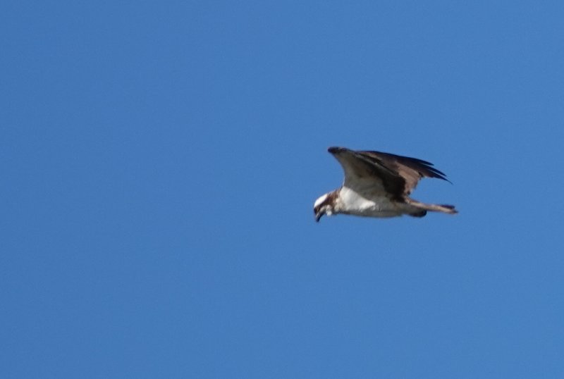 Balbuzard pêcheur 20210605 183844.jpg