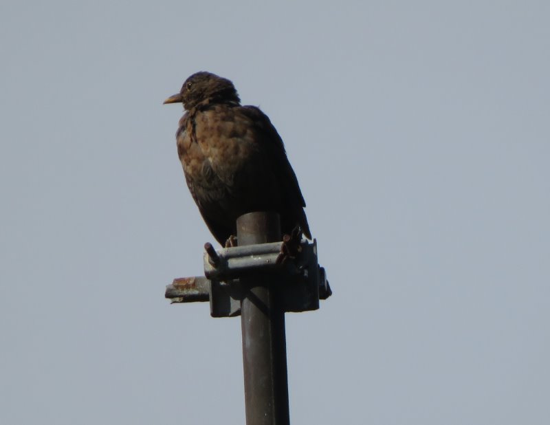 J7 - Île de Bréhat 078 -Oiseau 1 (2).JPG