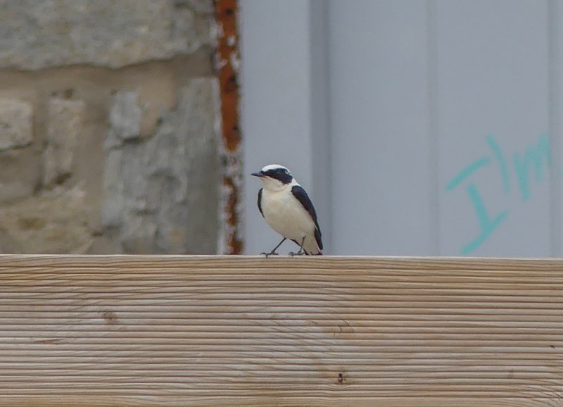 P1030790a.jpg