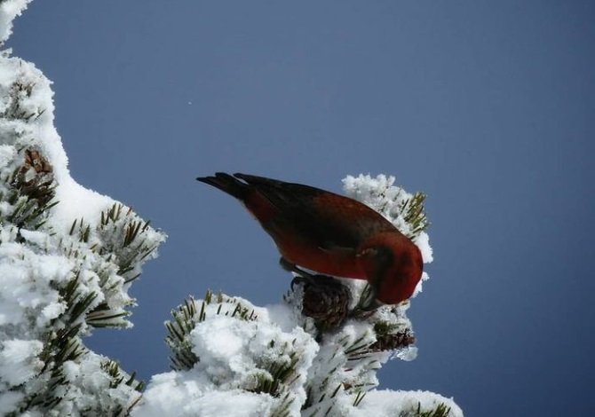 oiseau inconnu.jpg