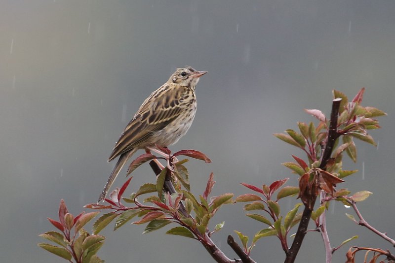 Pipit_Glaise_20210804_8416.jpg