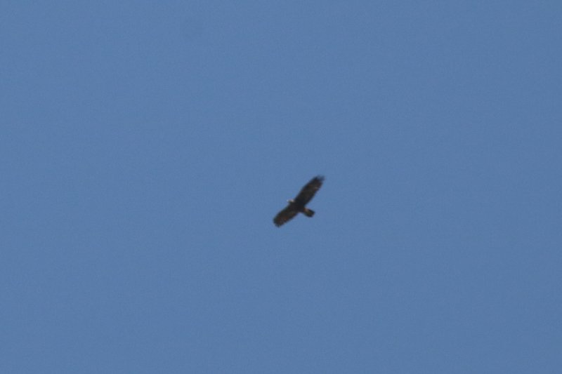 IMG_7909.JPG
