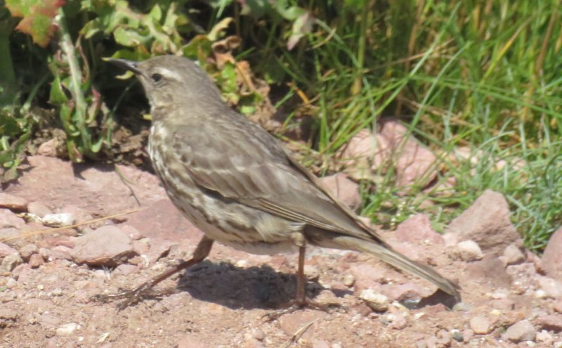 J4 - Cap Fréhel 197 - Oiseau à proposer (2).JPG