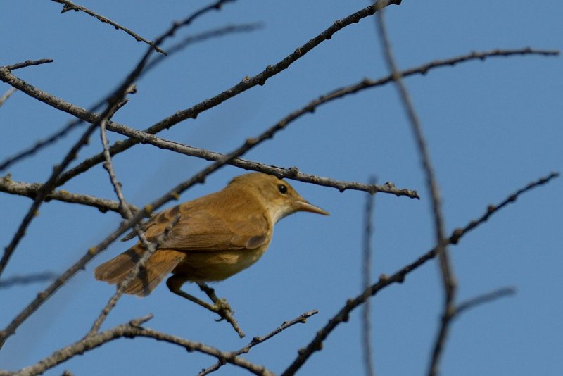 DSC_210845.jpg