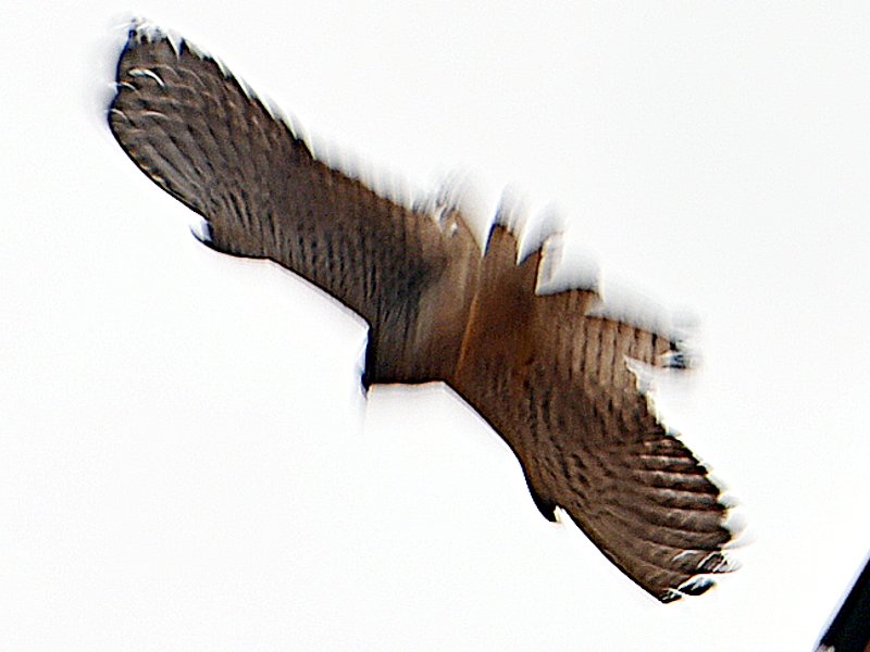 RAPACE_ envol_7787.JPG