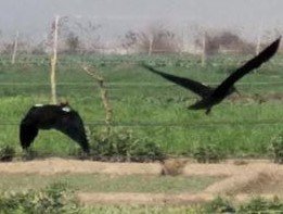 ibis noir.jpg