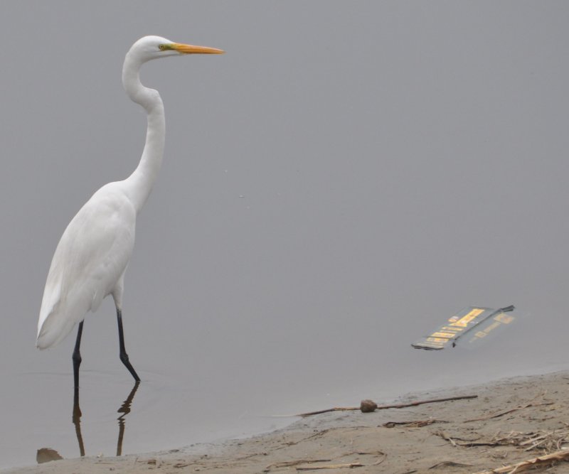 aigrette..jpg