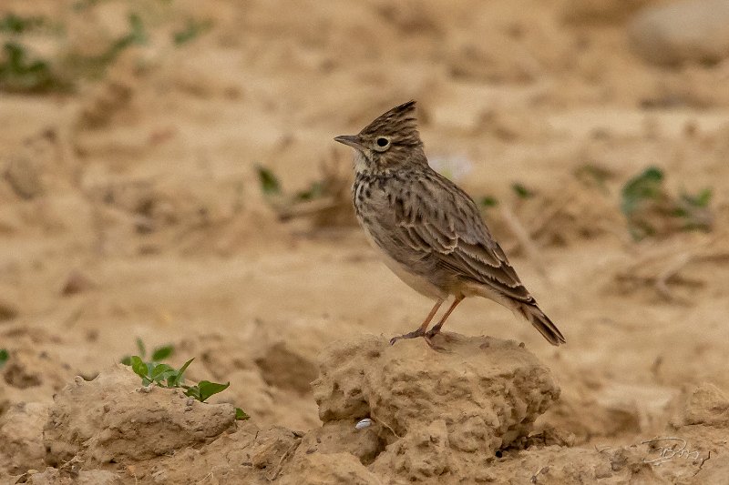 Cochevis de Teckla_7321.JPG