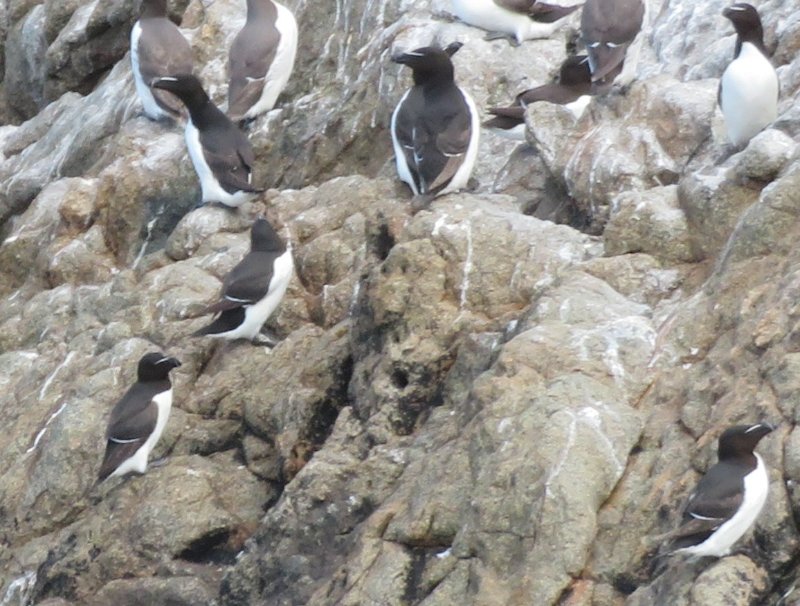 J8 - Sept-Îles 107 - Guillemots +  Macareux (2).JPG