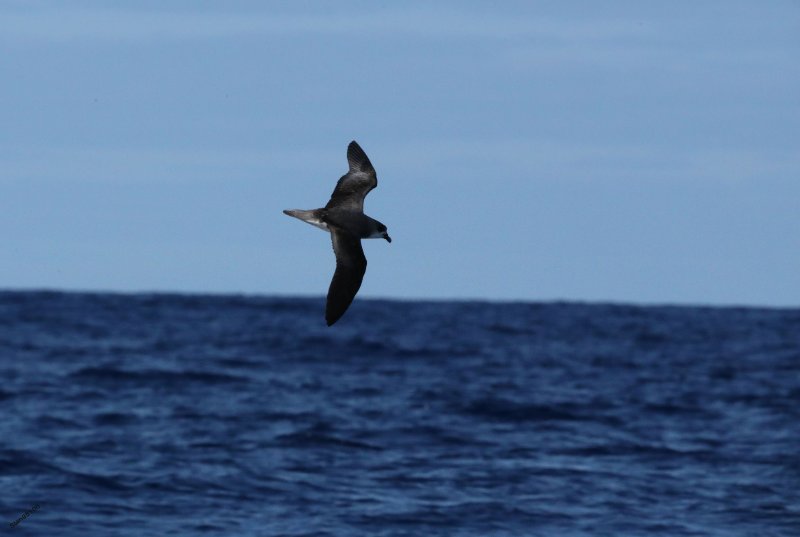 3X1A3148 Petrel -.jpg