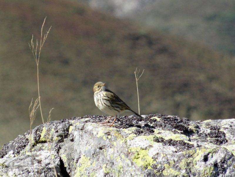 15 - septembre - Pipit farlouse.JPG