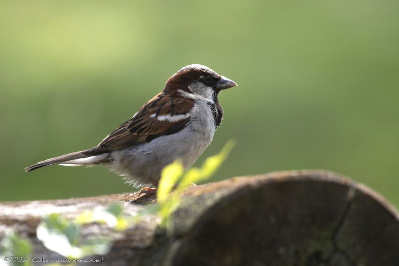 moineau.domestique.jpg