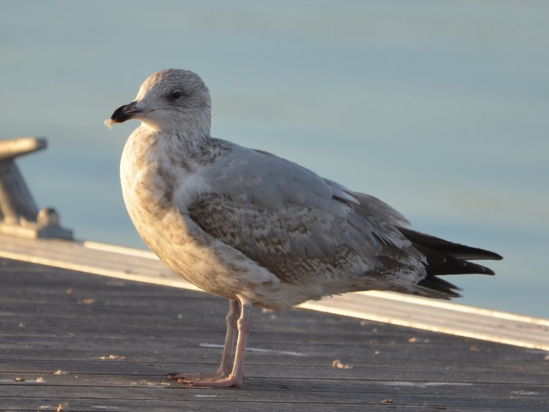 larus.jpg