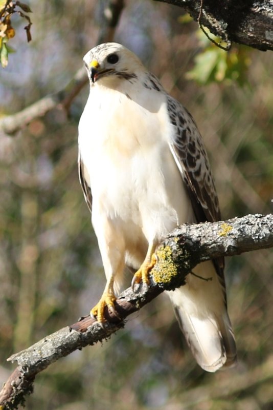 Buse variable.jpg