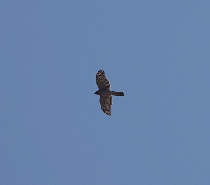 DSC06378.JPG