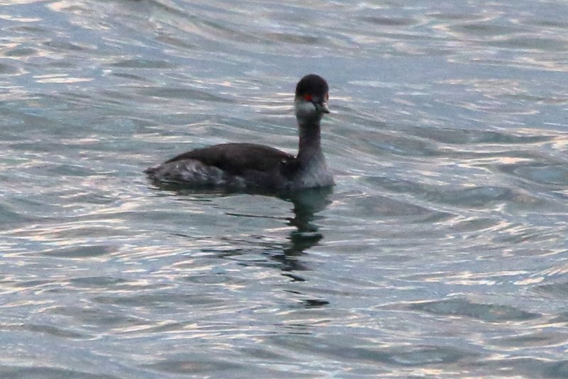 grebe a cou noir #1(bis).JPG