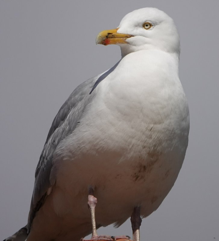 2020-03-14 Goéland argenté Gujan mestras (2).JPG