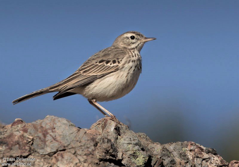 pipit.de.berthelot.lape.1g.jpg