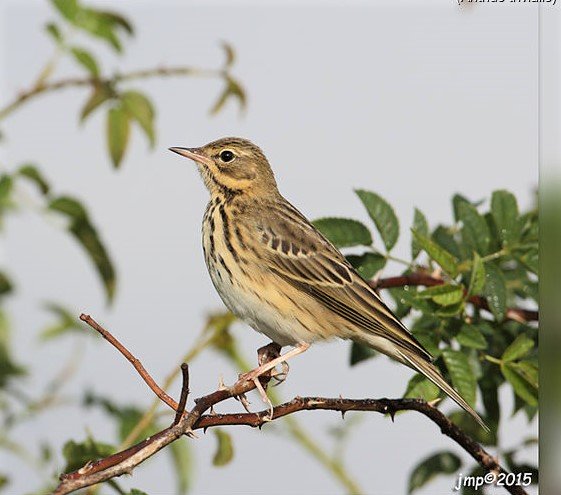 pipit.des.arbres.jmpo.19g.jpg