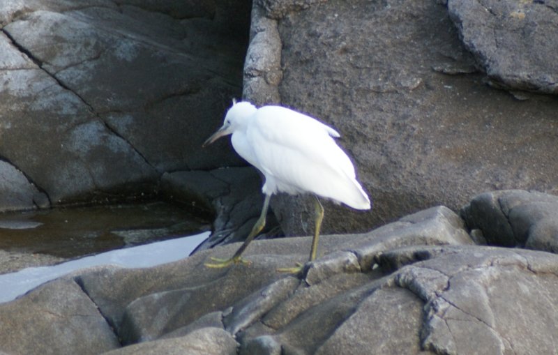 Aigrette sp 2.JPG