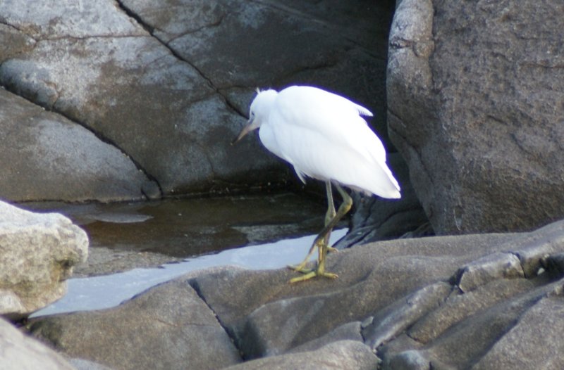 Aigrette sp 3.JPG