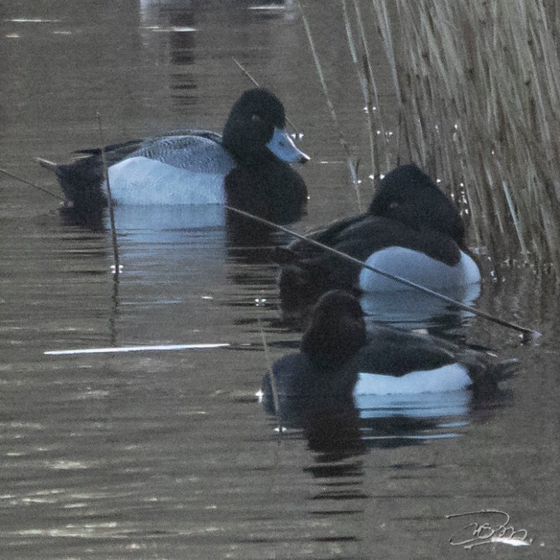 Trio de fuligules.jpg