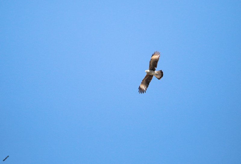 244A9903 Rapace en vol.jpg