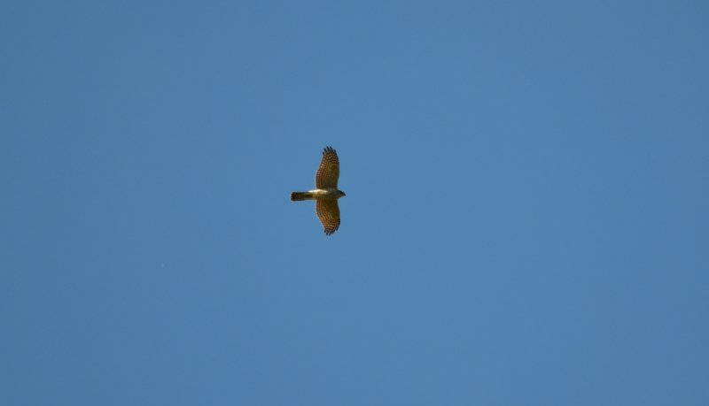 DSC_0152.JPG