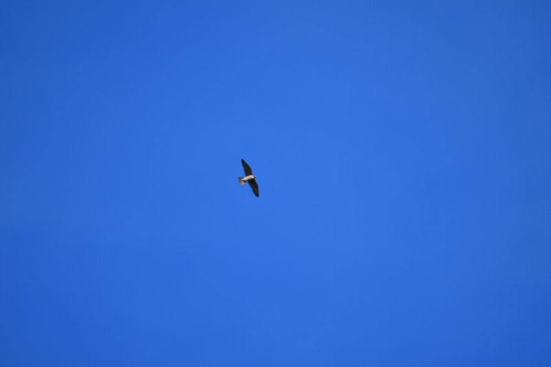 DSC_0213.JPG