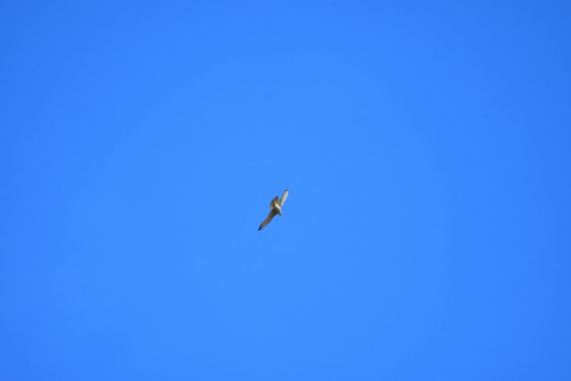 DSC_0216.JPG