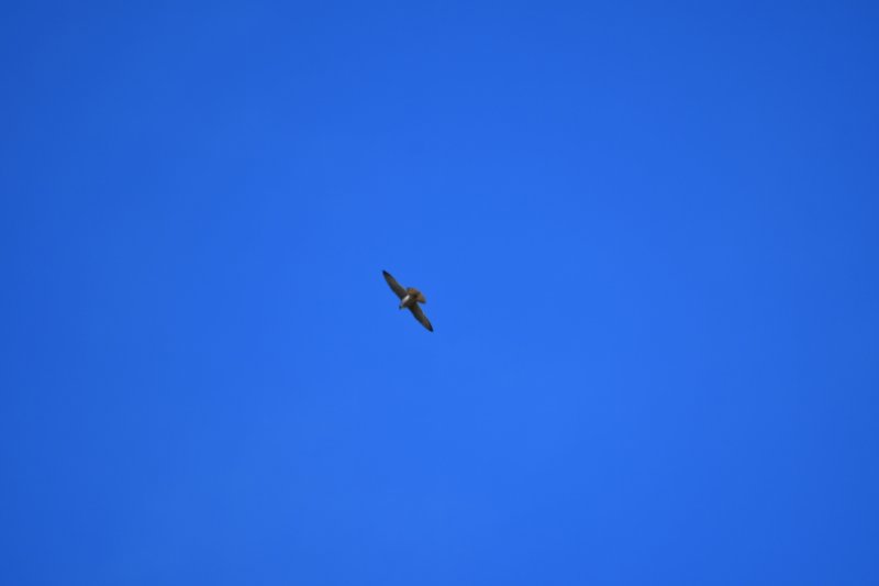 DSC_0217.JPG