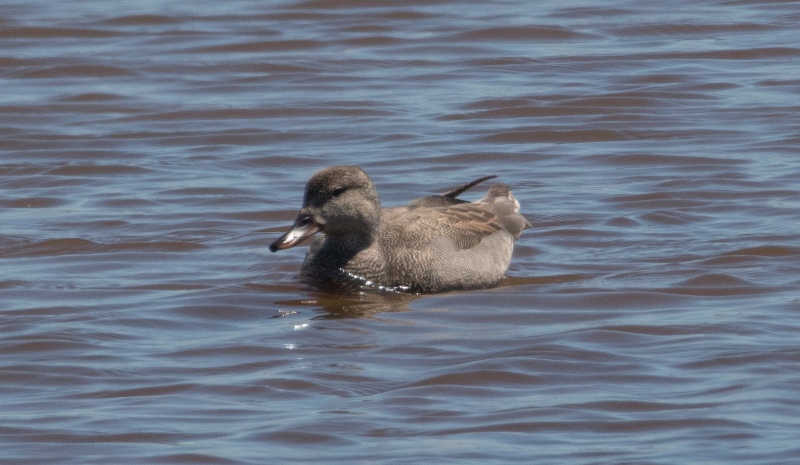 Canard chipeau.jpg