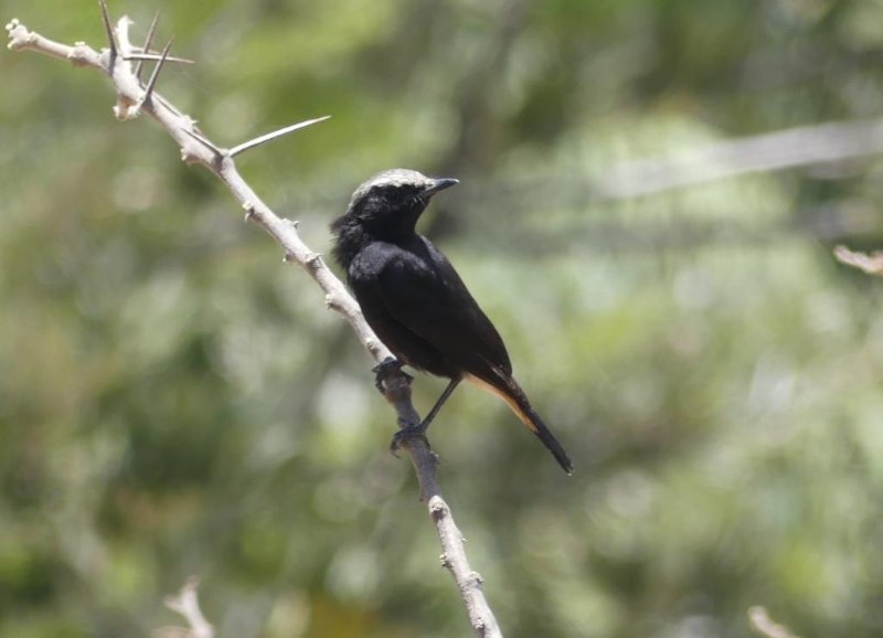 oiseau Ethiopie.JPG