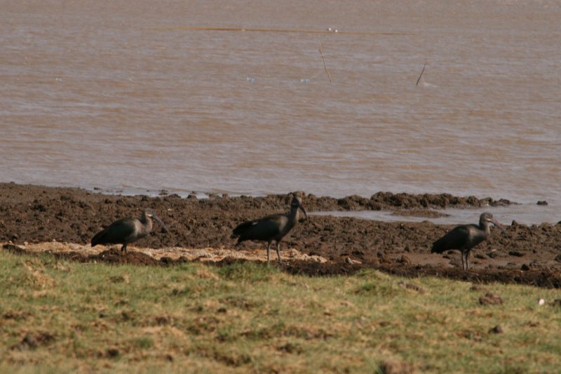 ibis hagedash (2).JPG