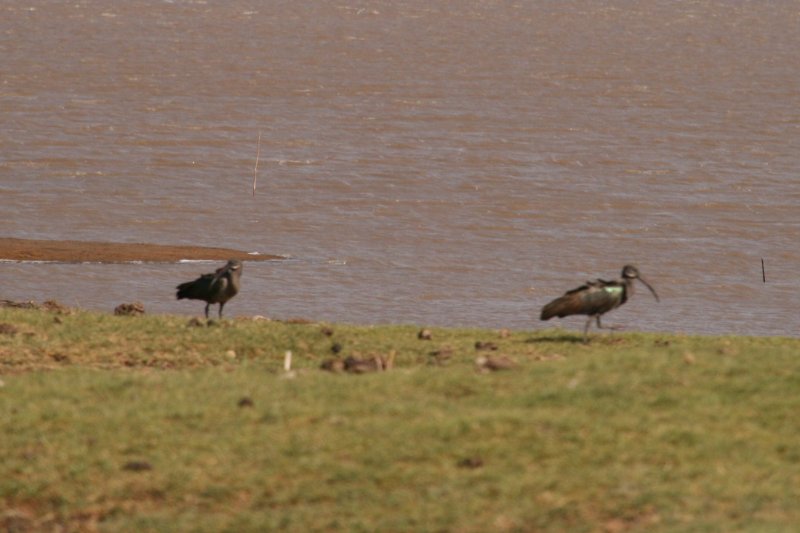 ibis hagedash 2 (2).JPG