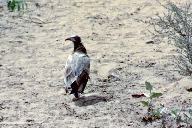Oiseau_Rajasthan_19920229_0635.jpg