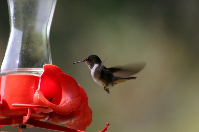 797 Colibri.JPG