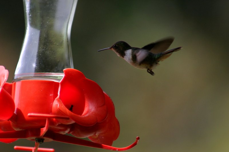 798 Colibri.JPG